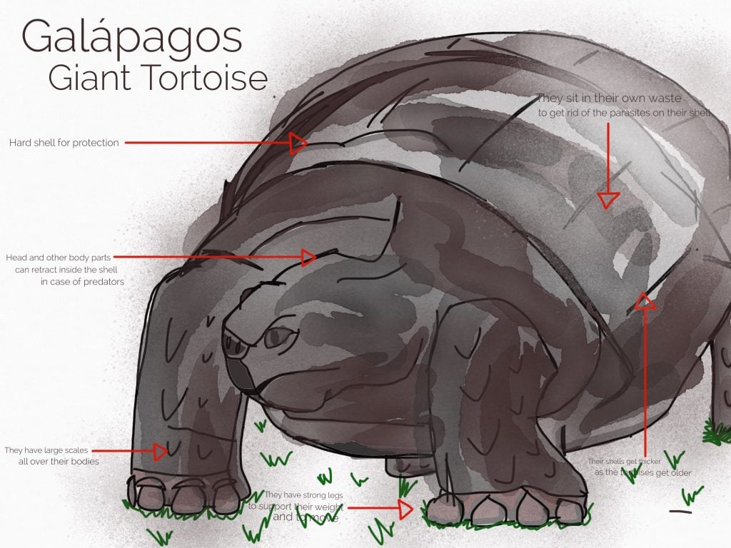 Diagram of a Giant Tortoise - musings